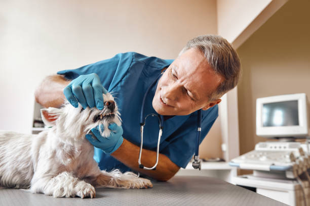 Best After-Hours Dental Trauma Care in Mount Vernon, MD